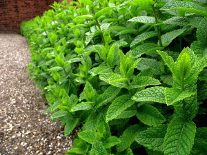 field_of_mentha_x_piperita_08.jpg