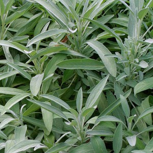 salviaofficinalis_mg_2_lg-main.jpg