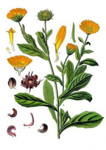 calendula_officinalis_-_kohler---s_medizinal-pflanzen-024.jpg